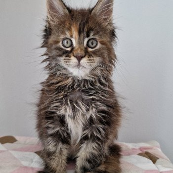 chaton Maine coon brown tortie blotched tabby Tostaky and Popsi dust And Popsi dust