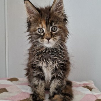 chaton Maine coon brown tortie blotched tabby Tostaky and Popsi dust And Popsi dust