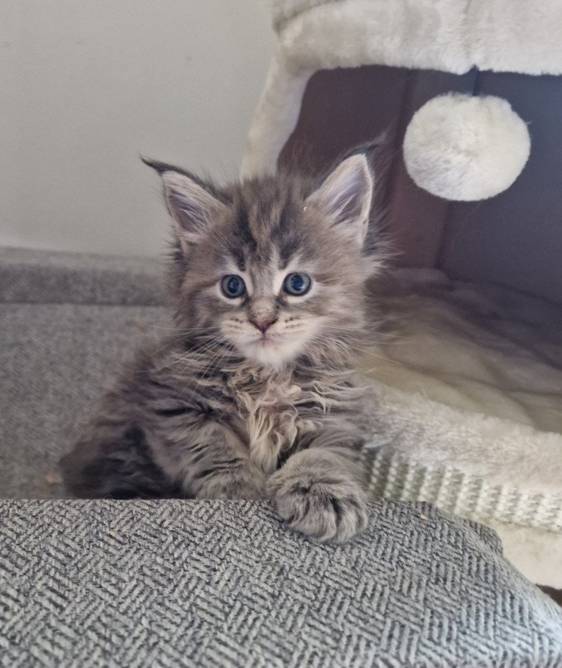 Twist and shout and Popsi dust Femelle Maine coon Twist and shout and Popsi dust Femelle Maine coon