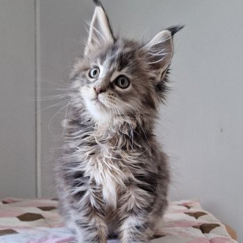 chaton Maine coon blue tortie blotched tabby Twist and shout and Popsi dust And Popsi dust