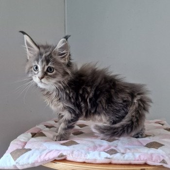 chaton Maine coon blue tortie blotched tabby Twist and shout and Popsi dust And Popsi dust
