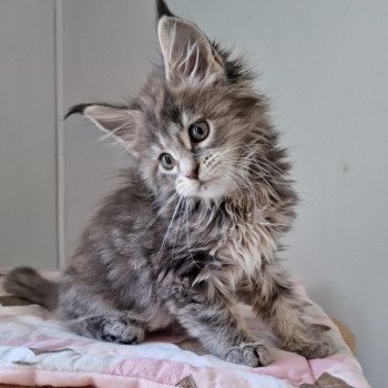 chaton Maine coon blue tortie blotched tabby Twist and shout and Popsi dust And Popsi dust