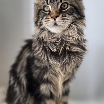 chat Maine coon Amazone prime And Popsi dust