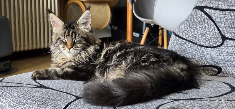 Amazone prime de l'île verte Femelle Maine coon