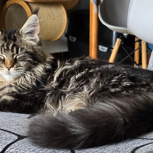 Amazone prime de l'île verte Femelle Maine coon