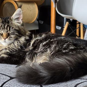 chat Maine coon Amazone prime And Popsi dust