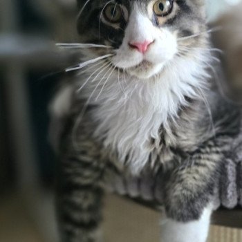 chaton Maine coon brown ticked tabby & blanc Appius Manilius And Popsi dust chaton Maine coon brown ticked tabby & blanc Appius Manilius And Popsi dust