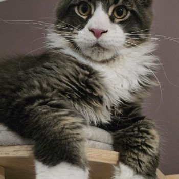 chaton Maine coon brown ticked tabby & blanc Appius Manilius And Popsi dust chaton Maine coon brown ticked tabby & blanc Appius Manilius And Popsi dust