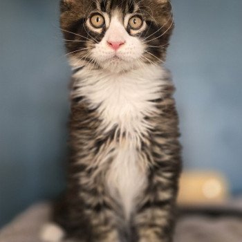 chaton Maine coon brown ticked tabby & blanc Appius Manilius And Popsi dust chaton Maine coon brown ticked tabby & blanc Appius Manilius And Popsi dust