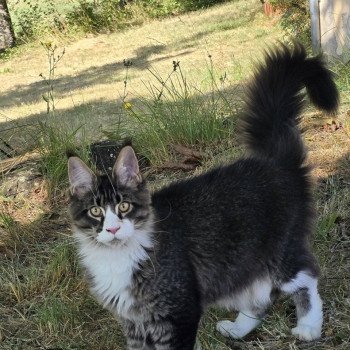 chaton Maine coon brown ticked tabby & blanc Appius Manilius And Popsi dust chaton Maine coon brown ticked tabby & blanc Appius Manilius And Popsi dust