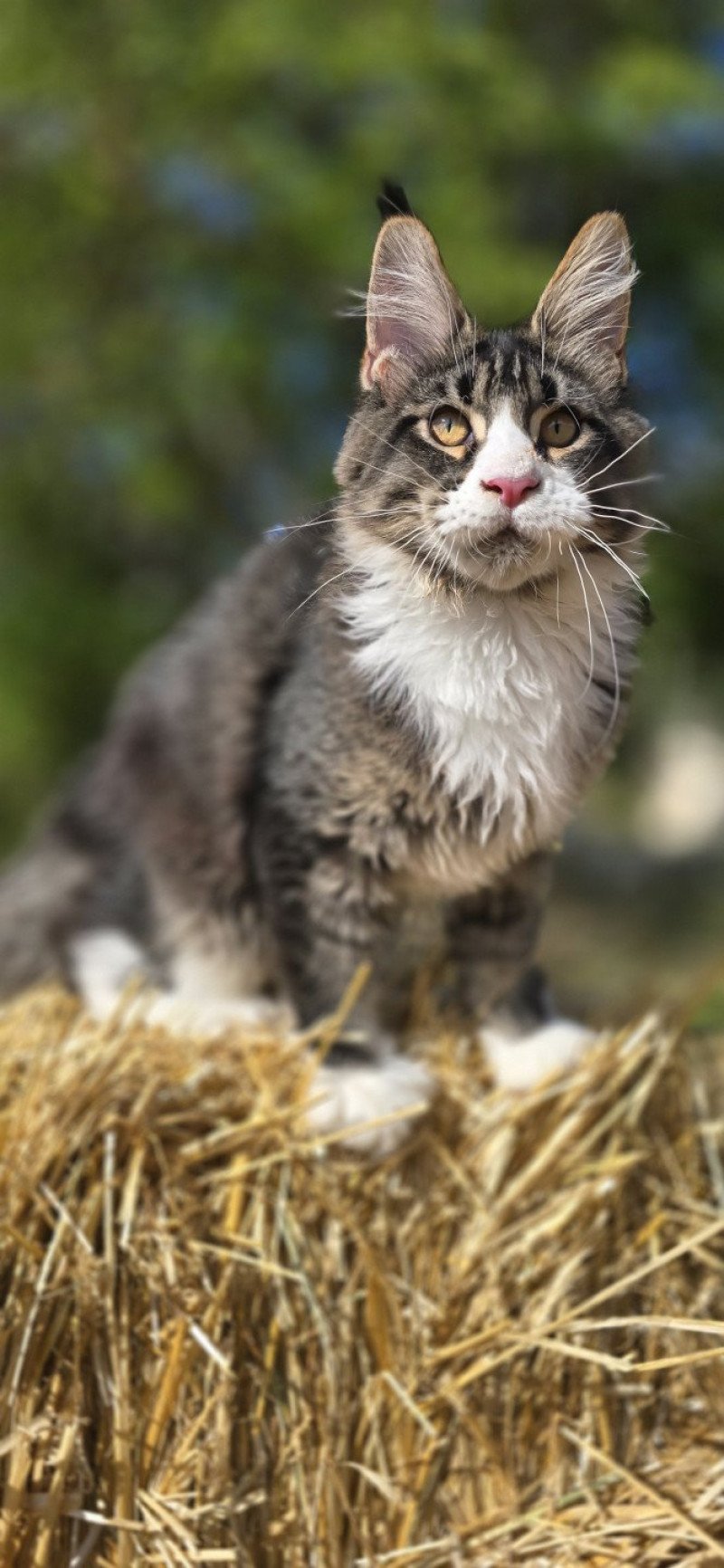 Appius Manilius And Popsi dust Mâle Maine coon
