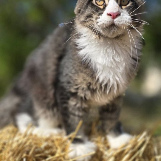Appius Manilius And Popsi dust Mâle Maine coon