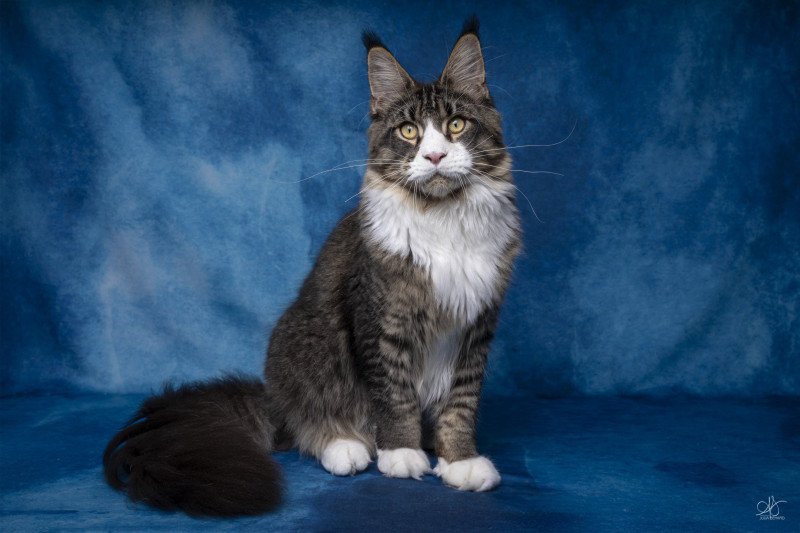 Appius Manilius And Popsi dust Mâle Maine coon