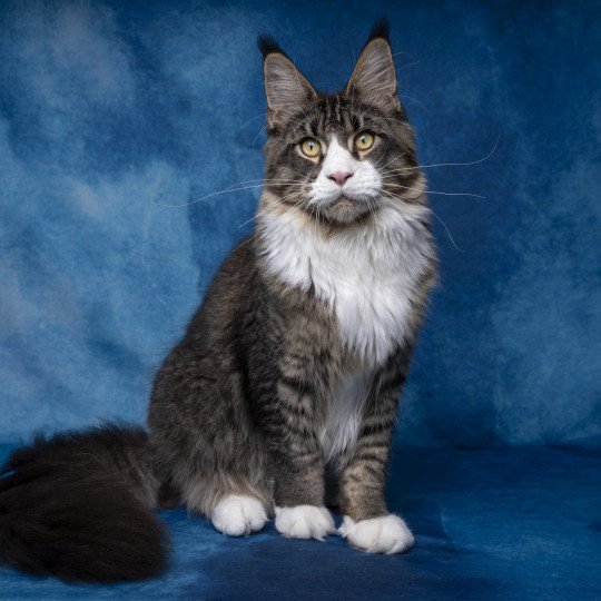 Appius Manilius And Popsi dust Mâle Maine coon