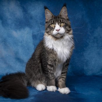 chaton Maine coon brown ticked tabby & blanc Appius Manilius And Popsi dust