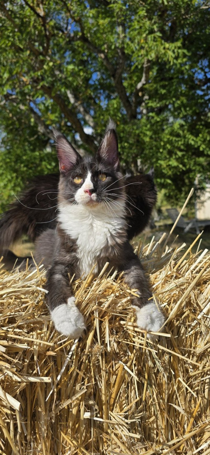 Azeliz And Popsi dust Femelle Maine coon