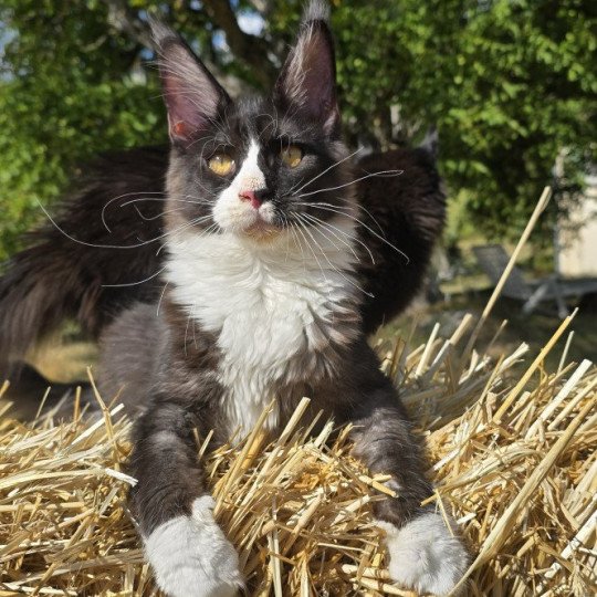 Azeliz And Popsi dust Femelle Maine coon