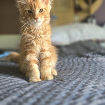 chaton Maine coon red blotched tabby By the way des Lynx du Mistral And Popsi dust