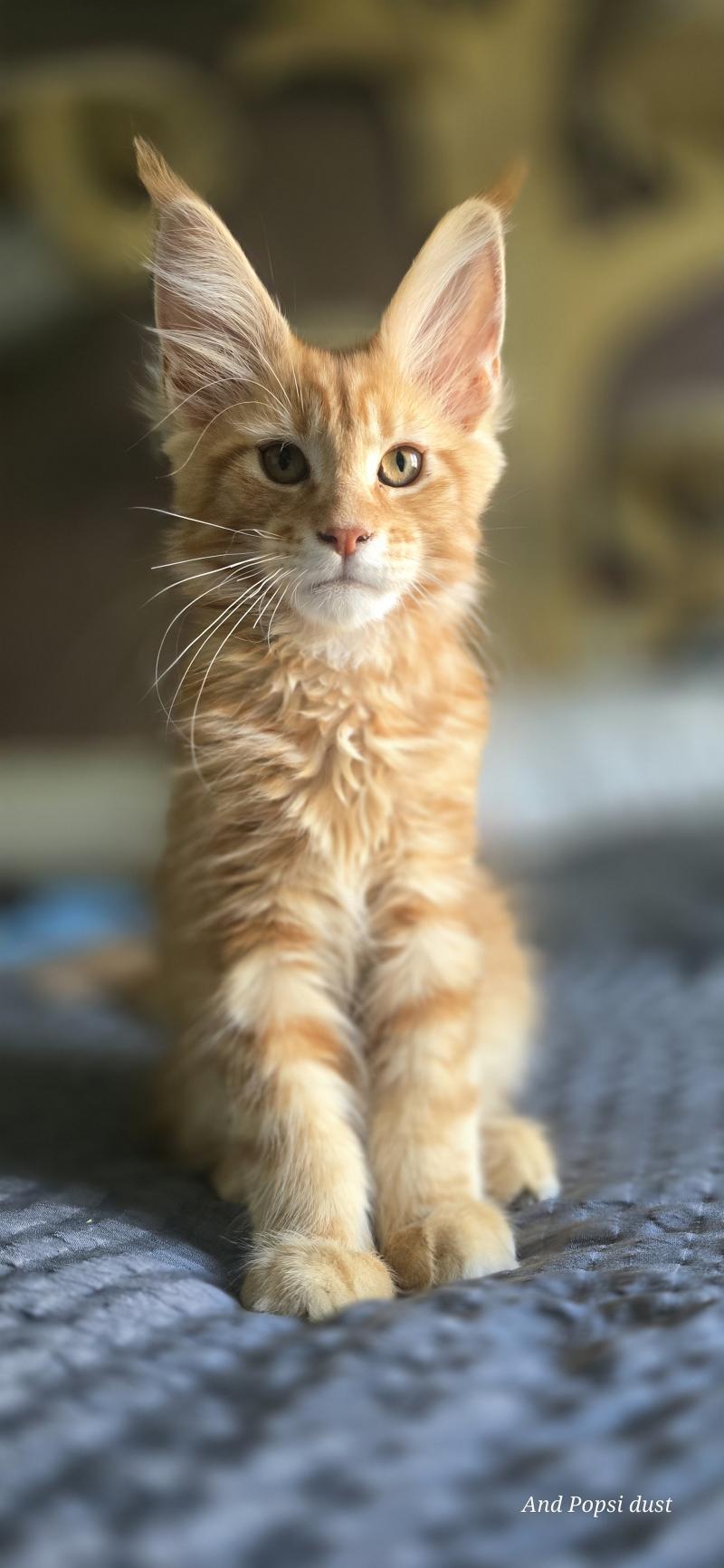 By the way Des Lynx du Mistral Mâle Maine coon
