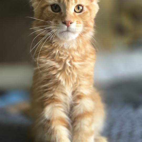 By the way Des Lynx du Mistral Mâle Maine coon