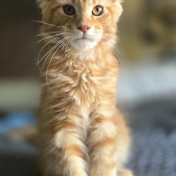 chaton Maine coon red blotched tabby By the way And Popsi dust