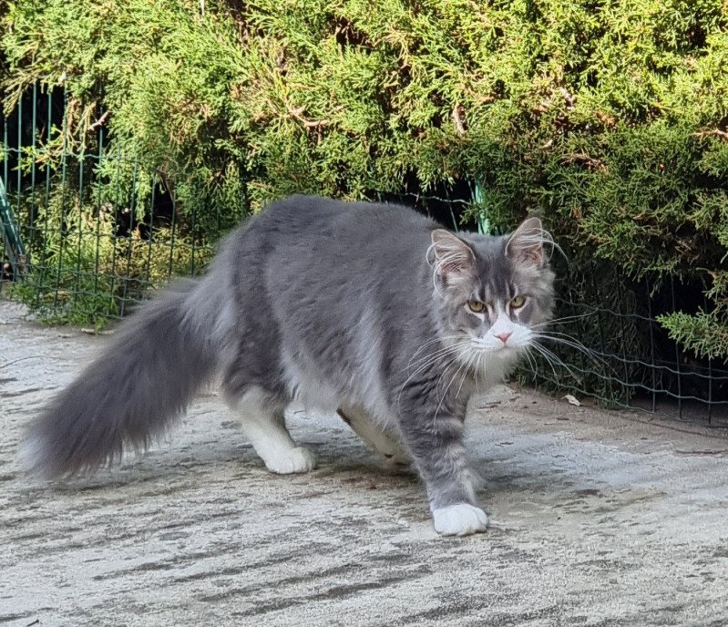 Honey devil Gotta get me high Mâle Maine coon Honey devil Gotta get me high Mâle Maine coon