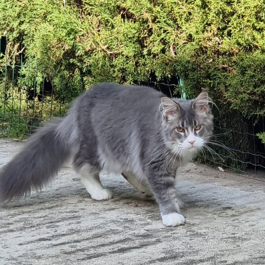 Honey devil Gotta get me high Mâle Maine coon