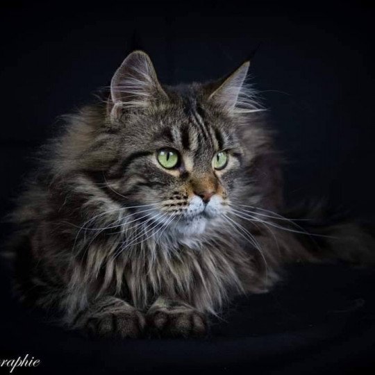 Evaddhia Lady Stardust Femelle Maine coon