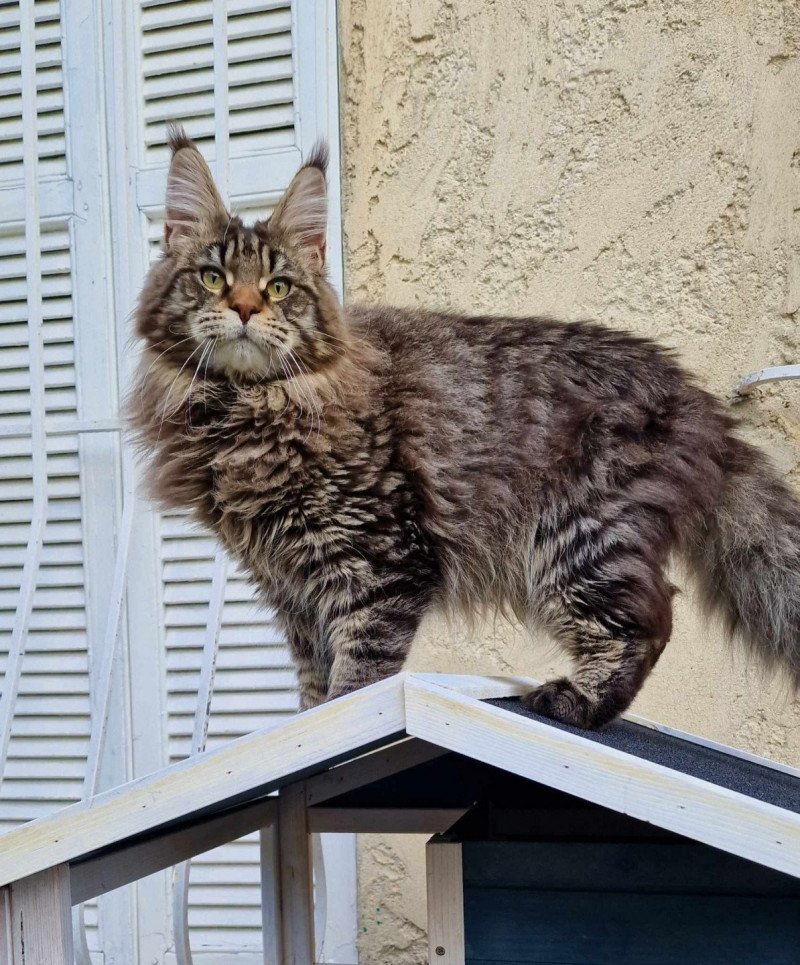 Mustang SilLynx Mâle Maine coon