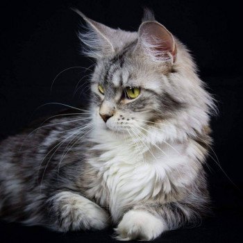 chat Maine coon Nameho and Popsi dust And Popsi dust