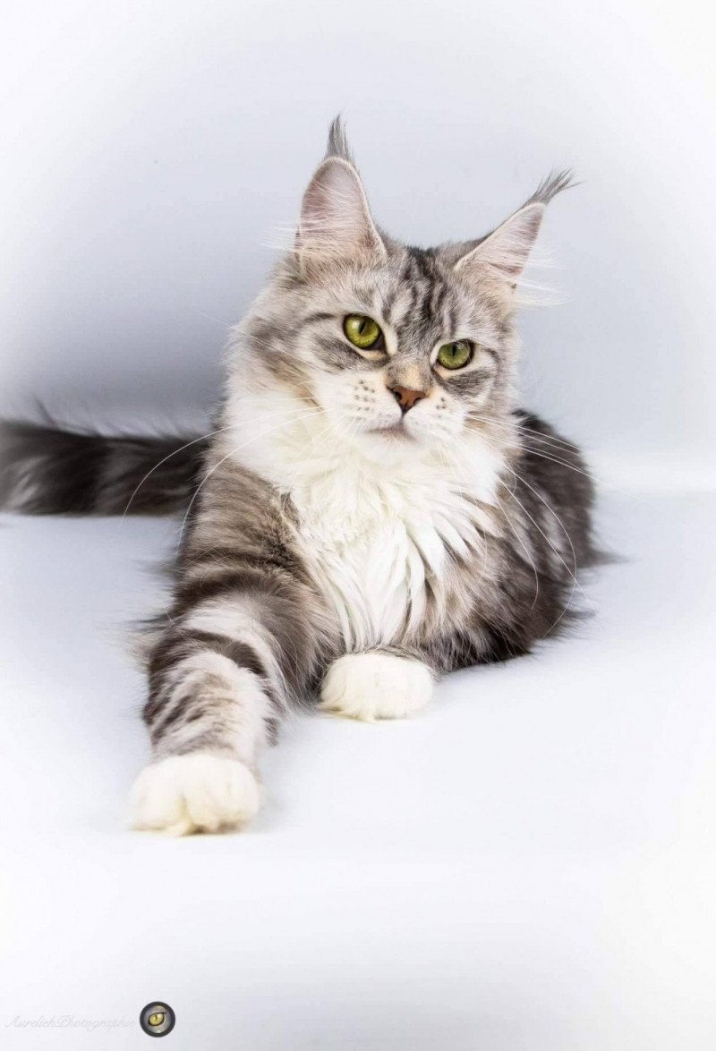 Nameho and Popsi dust Femelle Maine coon Nameho and Popsi dust Femelle Maine coon