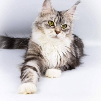 chat Maine coon black silver blotched tabby & blanc Nameho and Popsi dust And Popsi dust