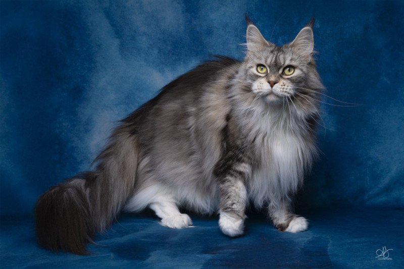 Nameho and Popsi dust And Popsi dust Femelle Maine coon