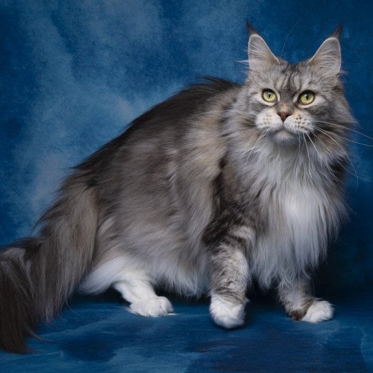 Nameho and Popsi dust And Popsi dust Femelle Maine coon