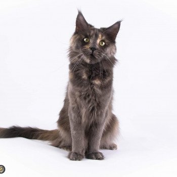 chat Maine coon blue tortie Obladi oblada and popsi dust And Popsi dust