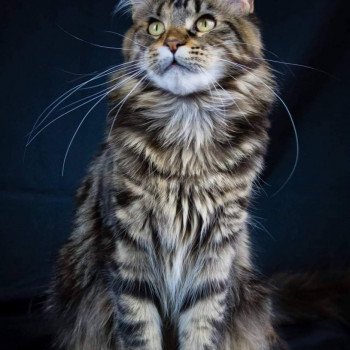 chat Maine coon brown tortie blotched tabby Only my heart tanlkin' and Popsi dust And Popsi dust
