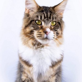 Pepito Collins SilLynx Mâle Maine coon