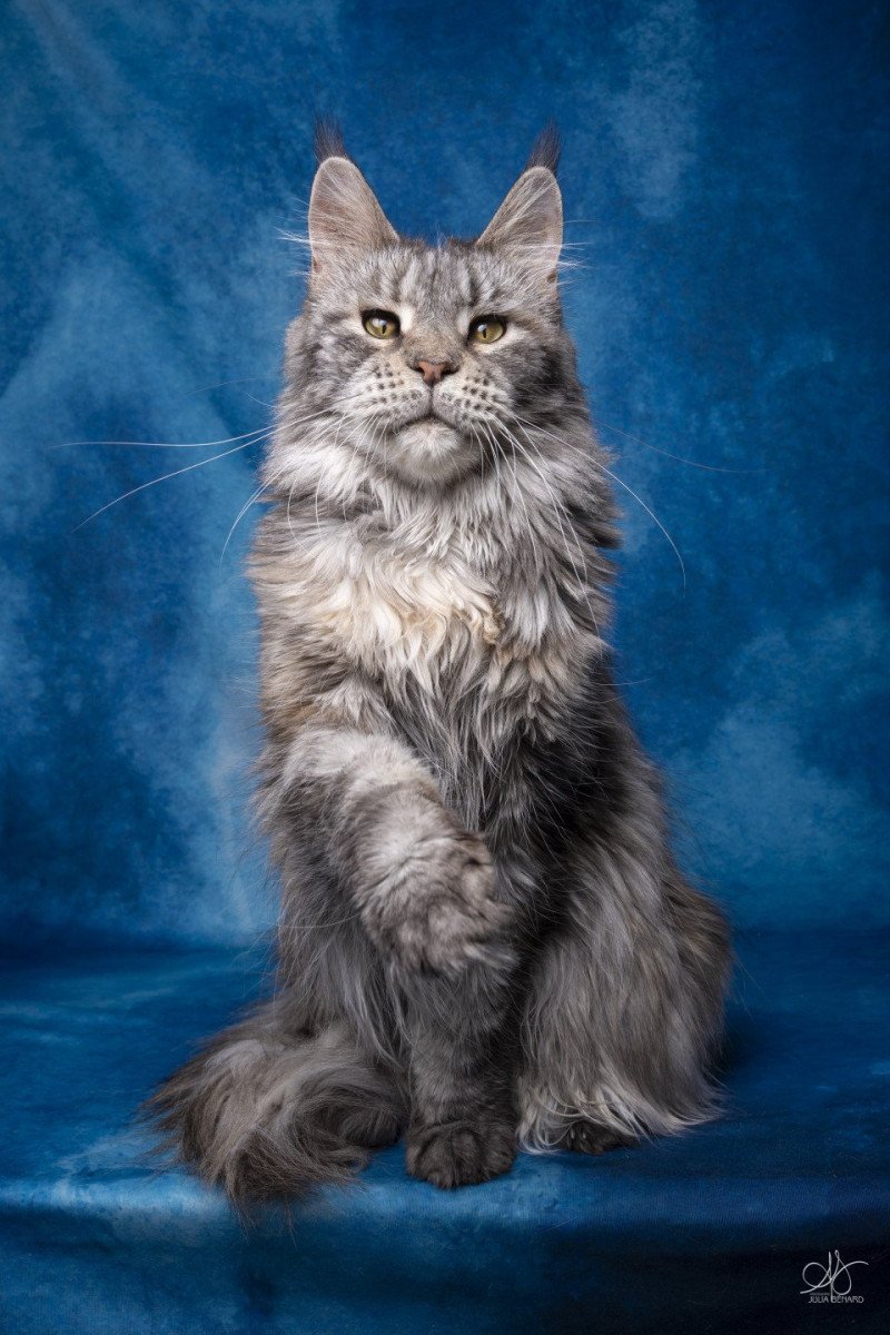 Qwerty and Popsi dust And Popsi dust Femelle Maine coon