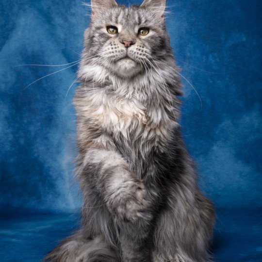 Qwerty and Popsi dust And Popsi dust Femelle Maine coon