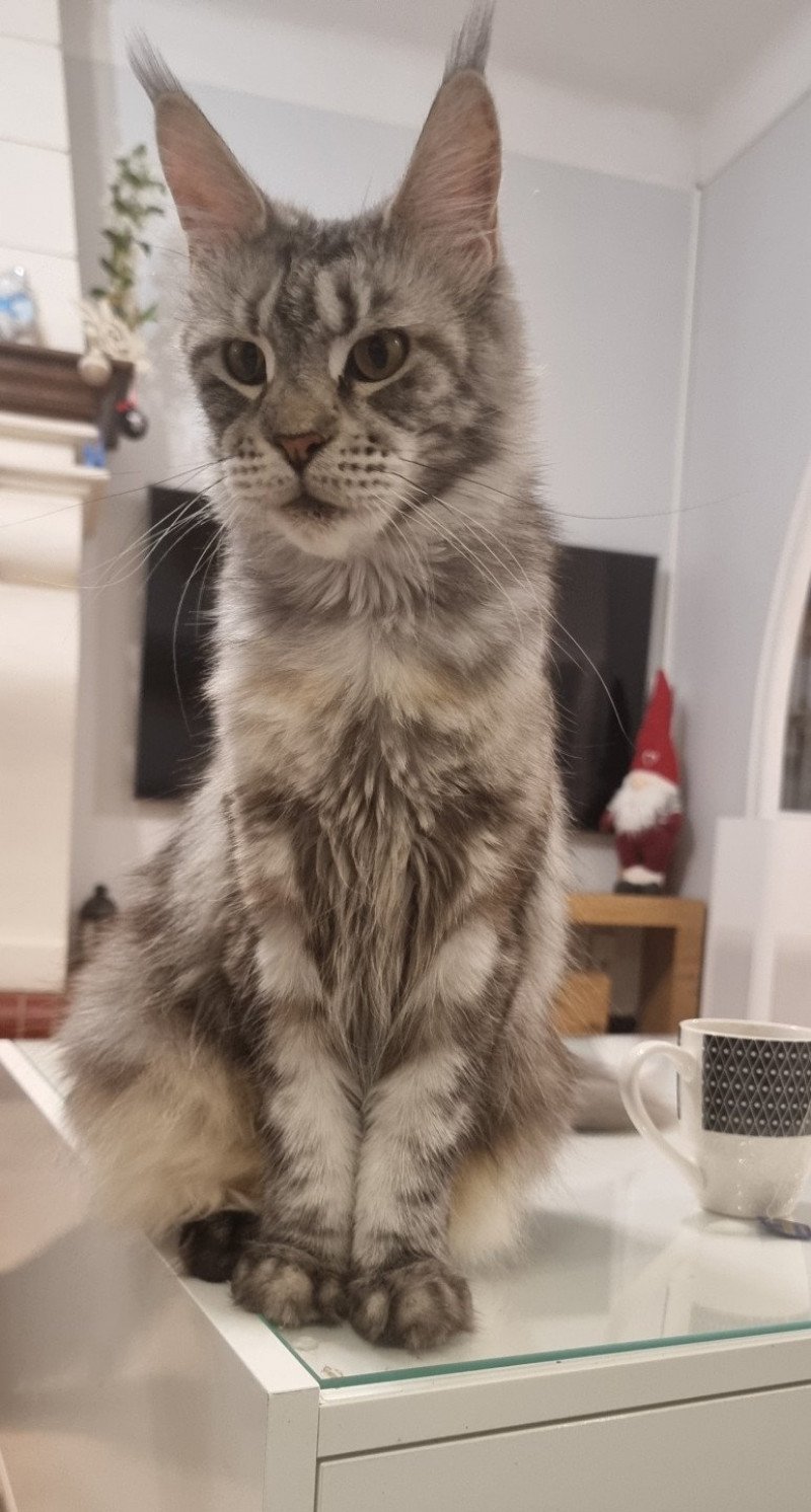 Qwerty and Popsi dust Femelle Maine coon Qwerty and Popsi dust Femelle Maine coon