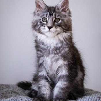 chaton Maine coon black smoke RAGGAMUFFIN And Popsi dust