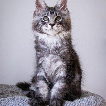 chaton Maine coon black smoke RAGGAMUFFIN And Popsi dust