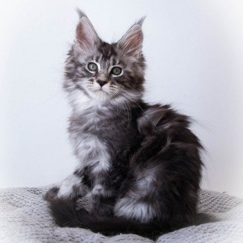 chaton Maine coon black smoke RAGGAMUFFIN And Popsi dust