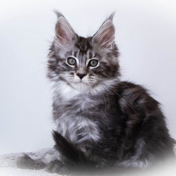 chaton Maine coon black smoke RAGGAMUFFIN And Popsi dust