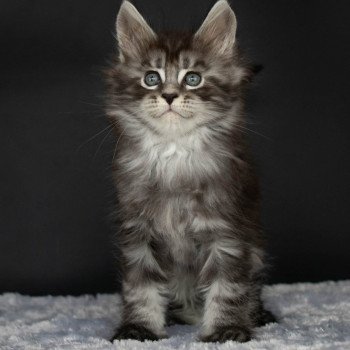 chaton Maine coon black smoke RAGGAMUFFIN And Popsi dust