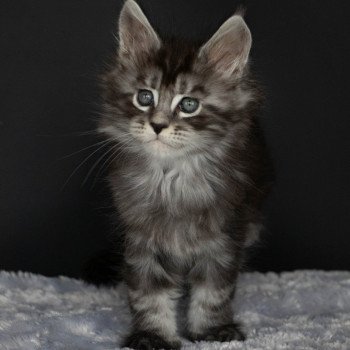 chaton Maine coon black smoke RAGGAMUFFIN And Popsi dust