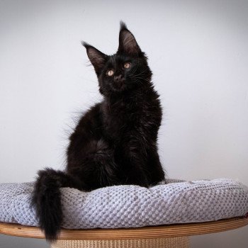 chaton Maine coon black REGGAE And Popsi dust