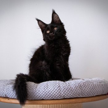 chaton Maine coon black REGGAE And Popsi dust chaton Maine coon black REGGAE And Popsi dust