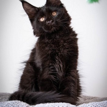 chaton Maine coon black REGGAE And Popsi dust