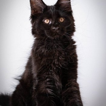 chaton Maine coon black REGGAE And Popsi dust chaton Maine coon black REGGAE And Popsi dust